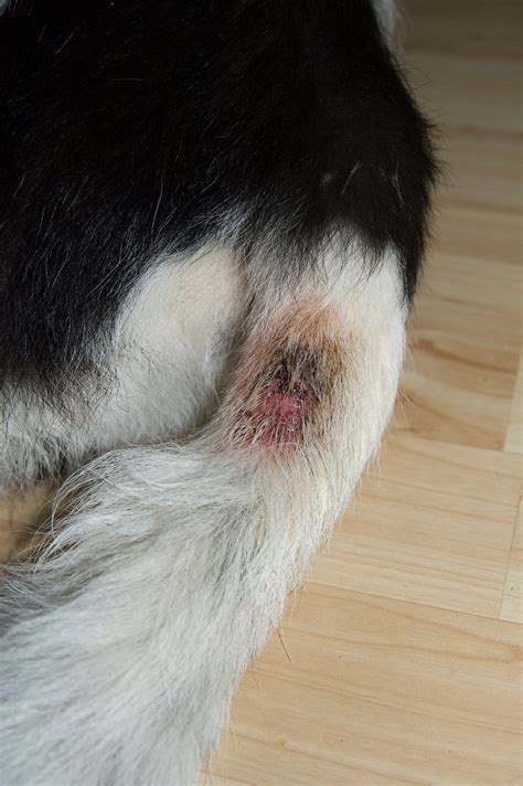 Hot Spots On Dogs: What Causes Hot Spots?